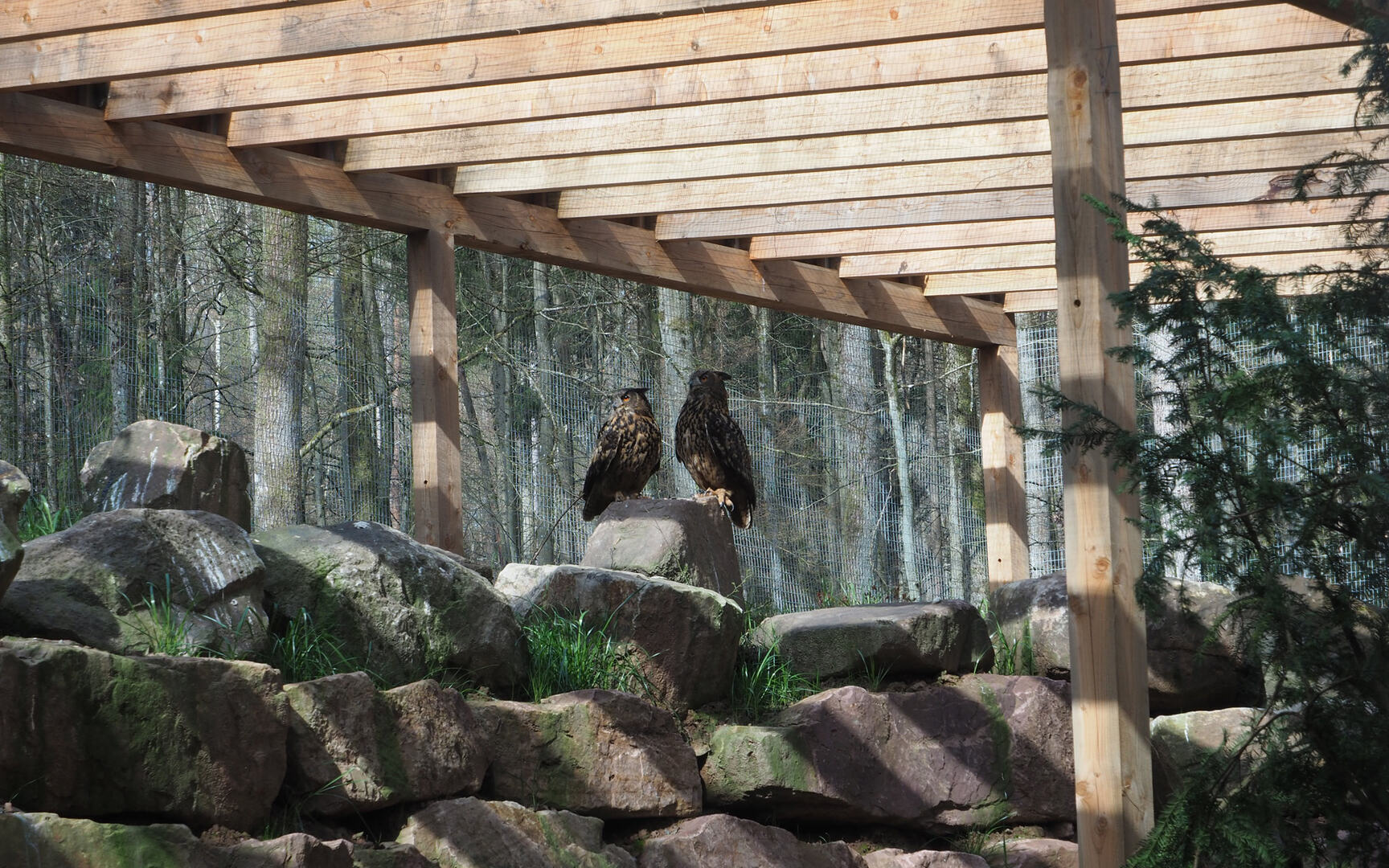 Zwei der drei Uhu-Damen, welche das neue Gehege im Wild-Park Klaushof bewohnen.